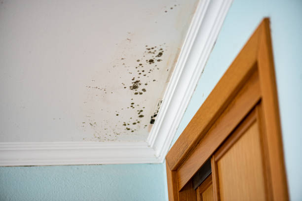 Forensic Mold Investigation in Carbon Hill, AL